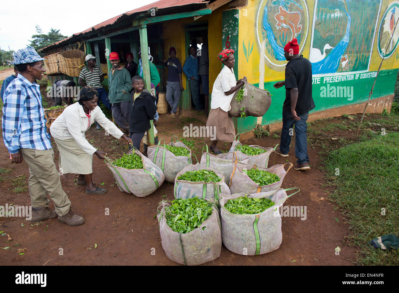 tea production in Kenya Stock Photo Alamy