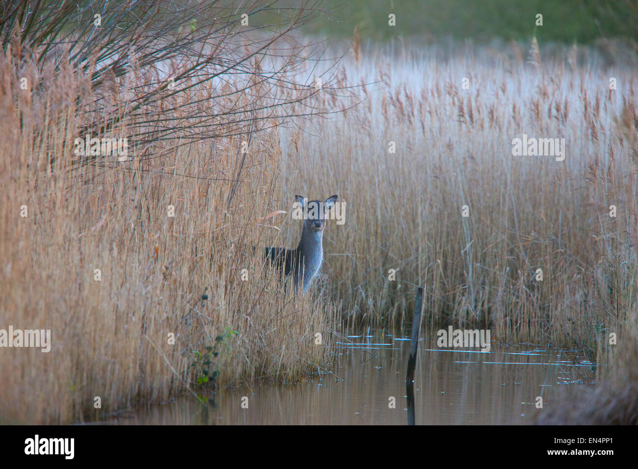 Fallow Deer at the edge of a reed bed at dusk, Cambridgeshire, England, UK. Stock Photo