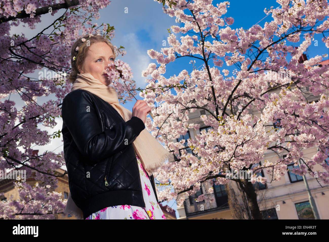 A young, cute, girl under blossoming cherry trees at Järntorget in ...