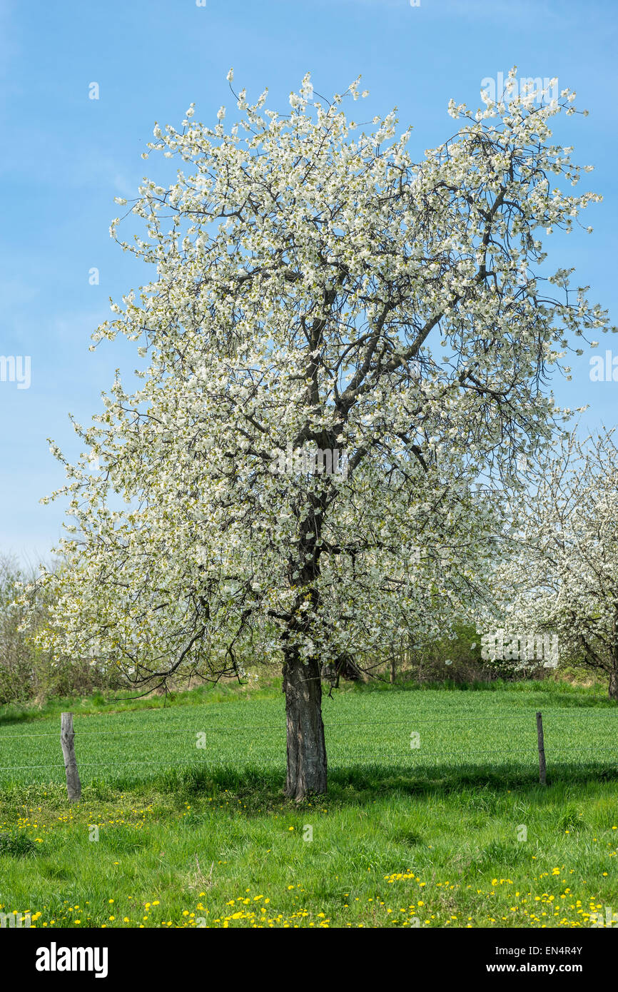 Blooming old cherry tree sunny day green grass Stock Photo