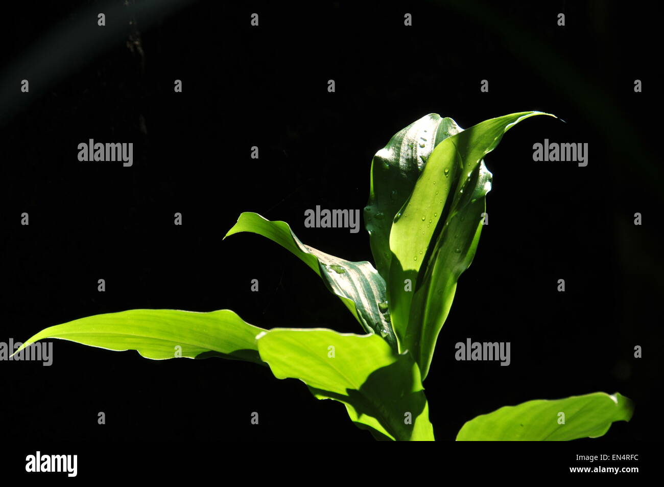 Sun light on green leaves Stock Photo Alamy