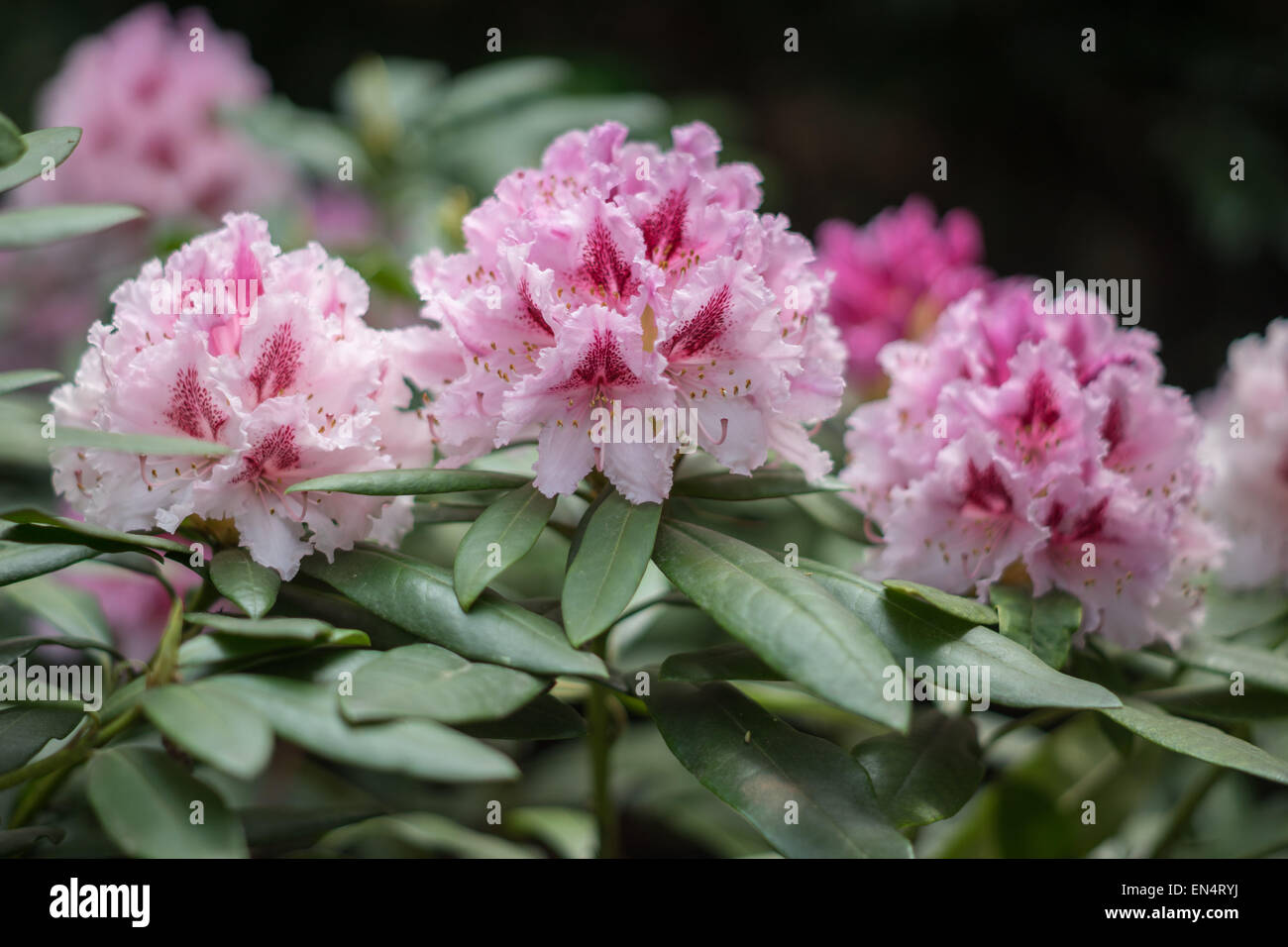 Pink Rhododendron blossom Prince Camille de Rohan Stock Photo - Alamy