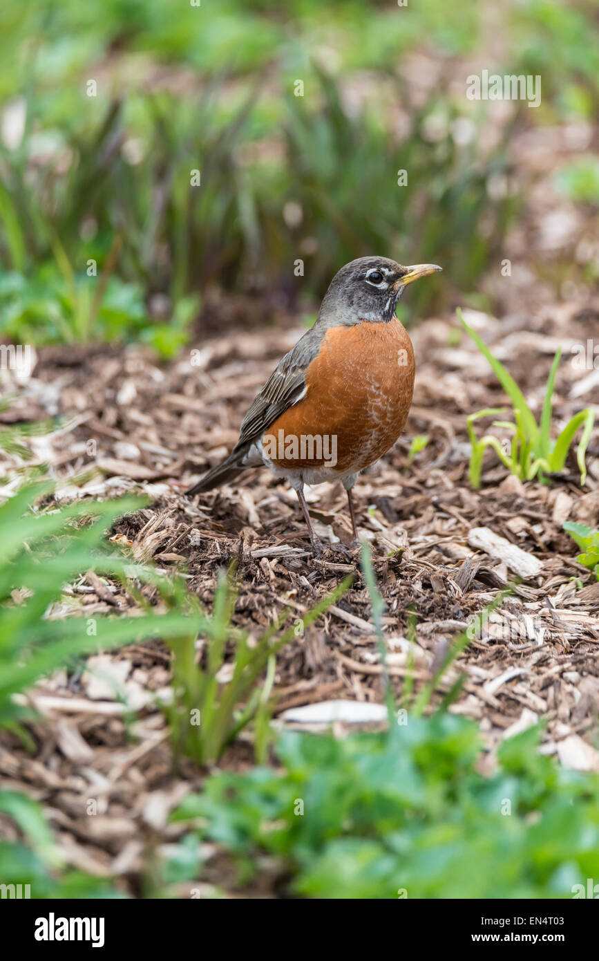 American robin (Turdus migratorius) is a migratory songbird in the thrush family Stock Photo