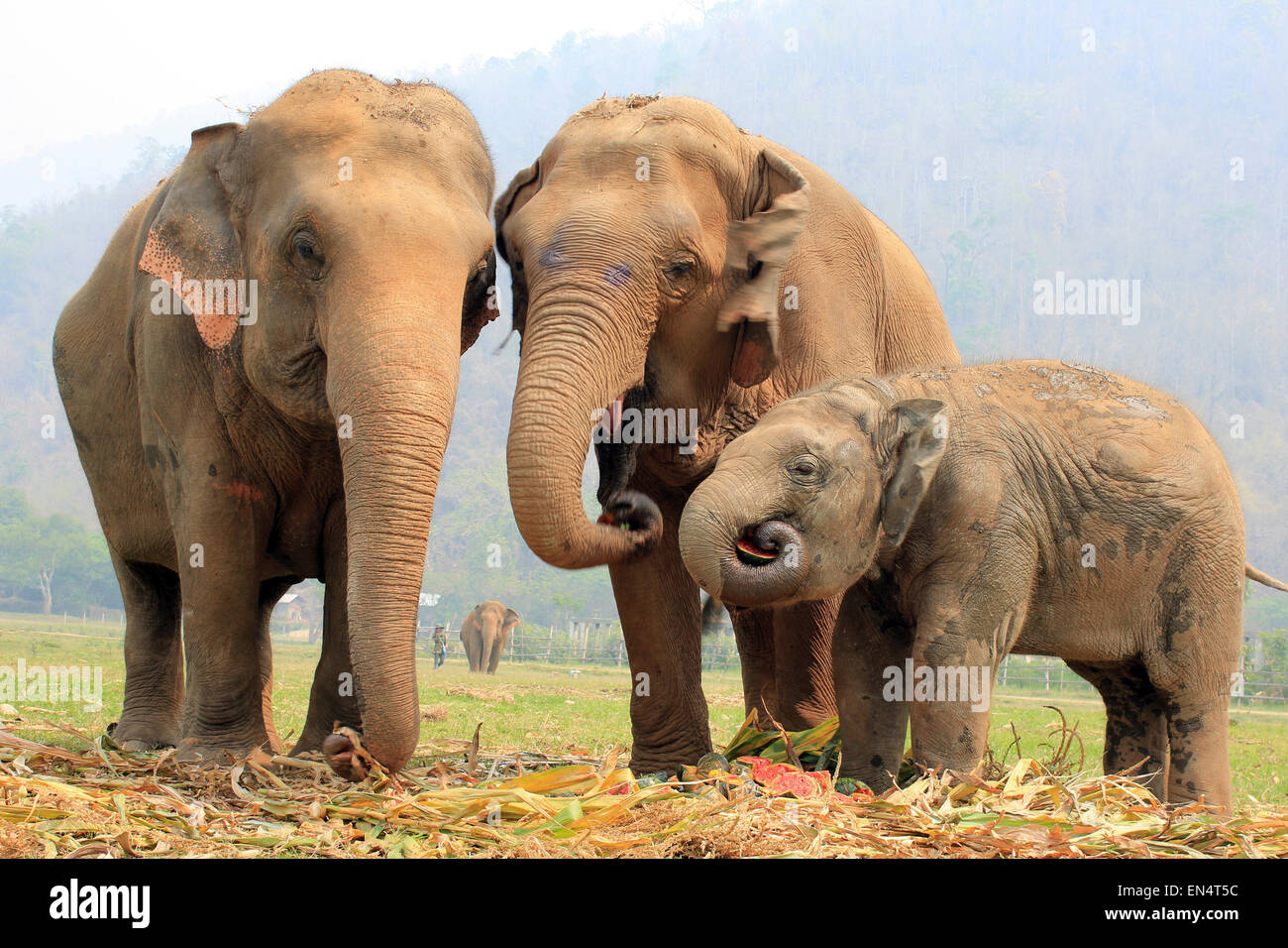 Elephant Family At Elephant Nature Park, Thailand Stock Photo