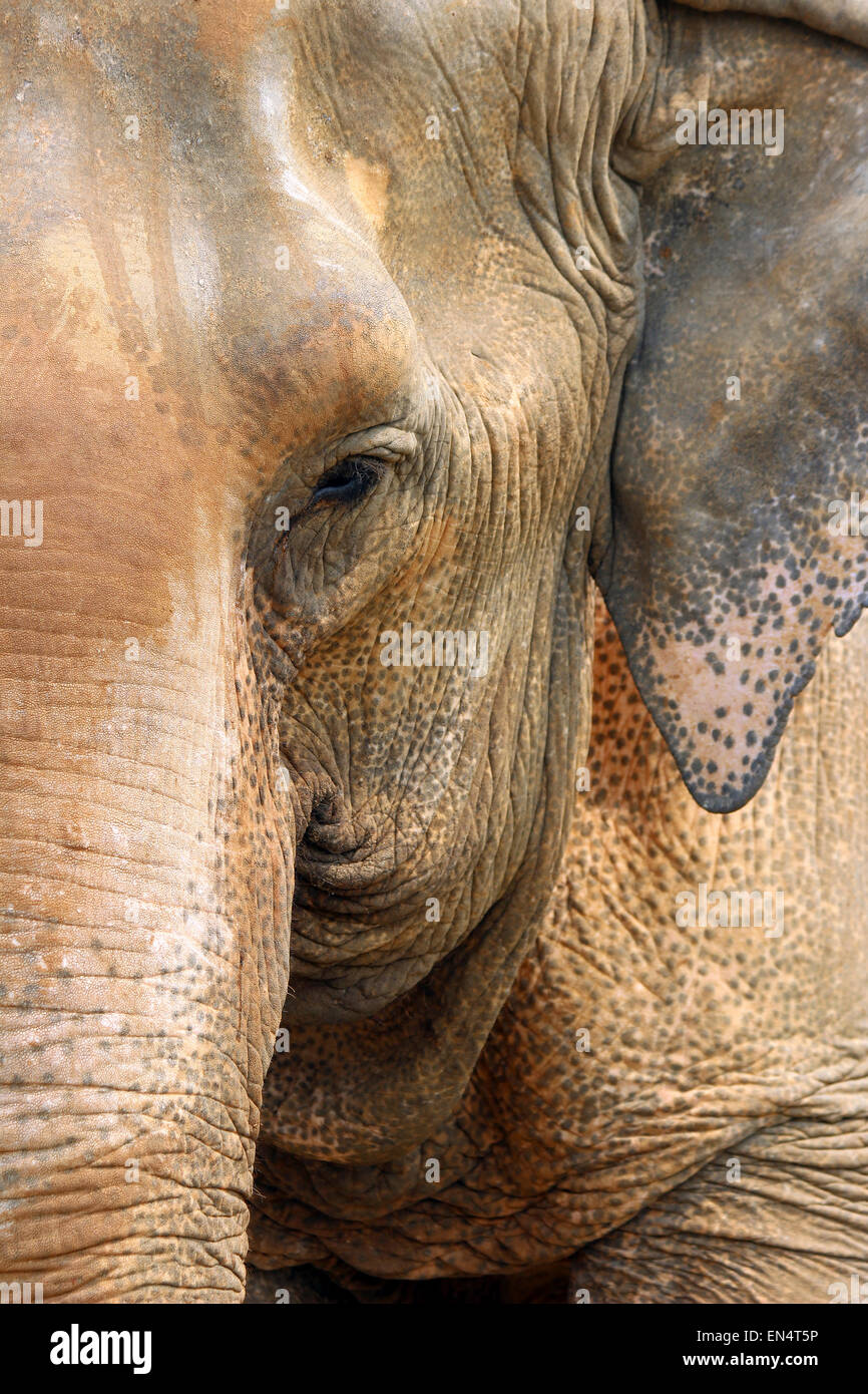 Elephant front face hires stock photography and images Alamy