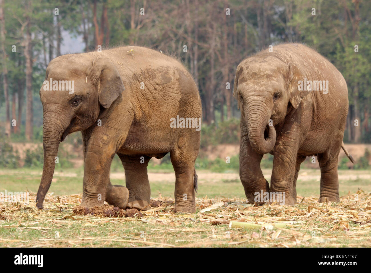 Two Juvenile Elephants at At Elephant Nature Park, Thailand Stock Photo