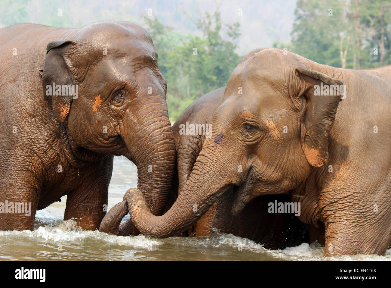 Rescued Asian Elephants In The River At Elephant Nature Park, Thailand Stock Photo