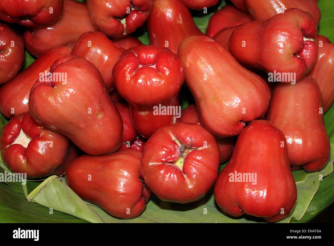 Rose Apples Syzygium samarangense Stock Photo