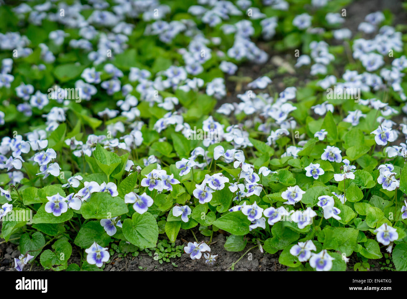 Common blue violet white flowers Viola sororia Stock Photo
