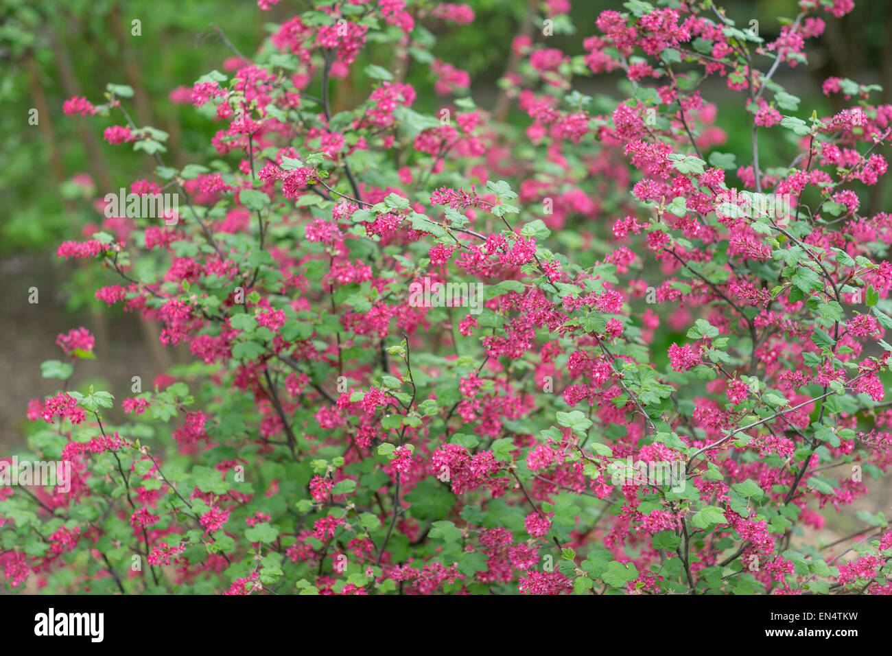 Red-flowering currant blossom Ribes sanguineum Stock Photo