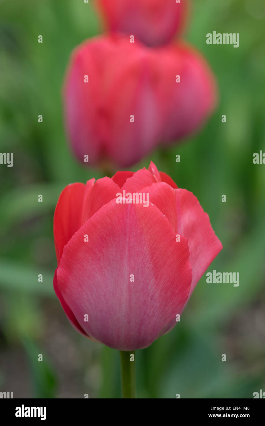 Red tulip close up Stock Photo - Alamy