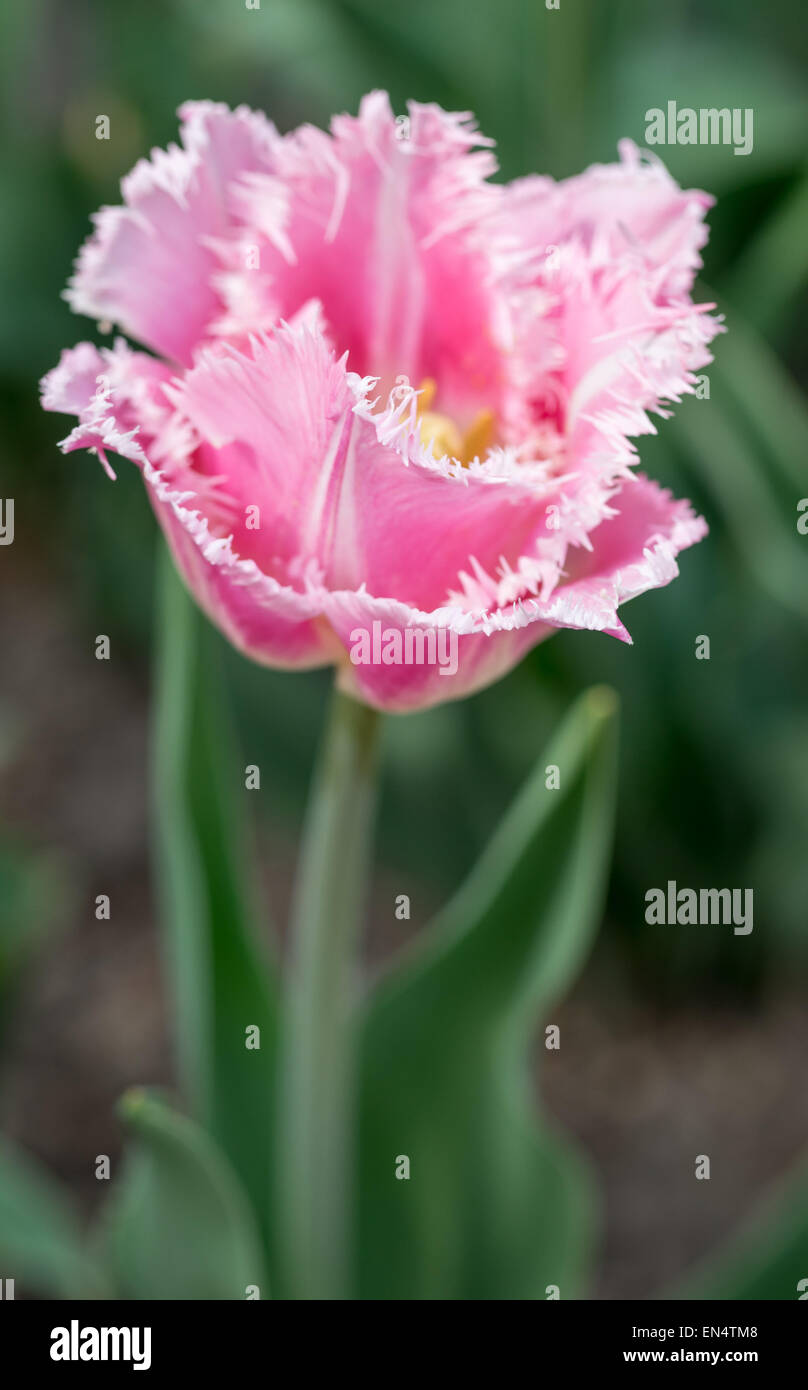 Pink tulip with jagged petal edges close up Stock Photo