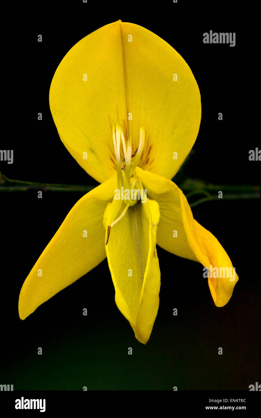 Cytisus Scoparius yellow Stock Photo