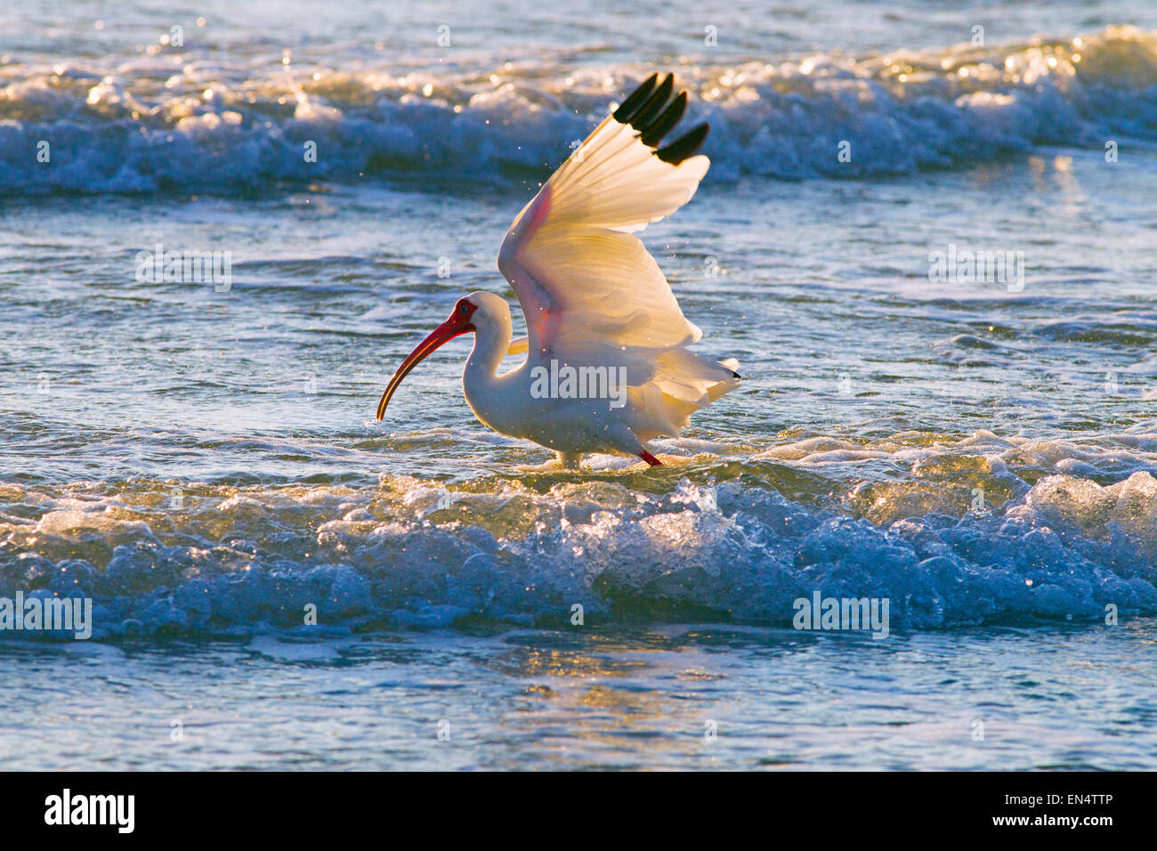White Ibis Eudocimus albus feeding in breaking waves Stock Photo