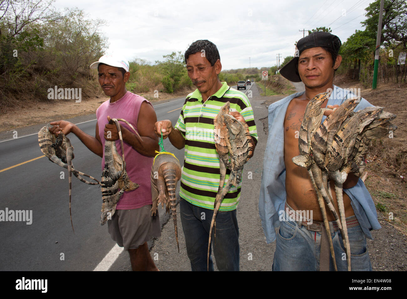 iguanas sold in nicaragua Stock Photo