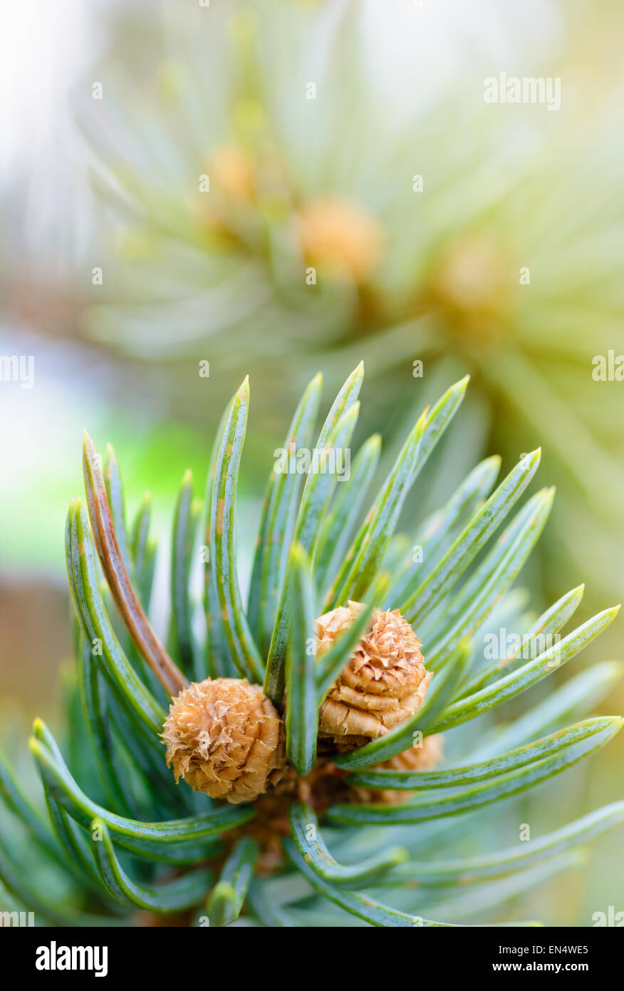 Plants and trees: fresh pine tree sprout, needles and small cones, in a sunlight, close-up shot, natural background Stock Photo