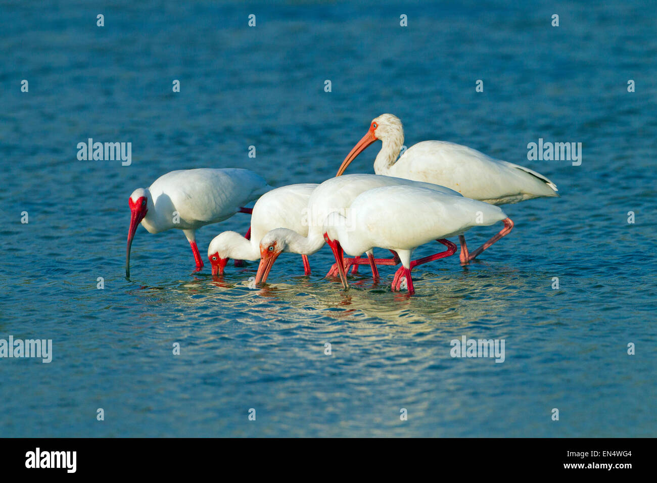 White Ibis Eudocimus albus group feeding in lagoon Fort Myers beach Gulf Coast Florida USA Stock Photo