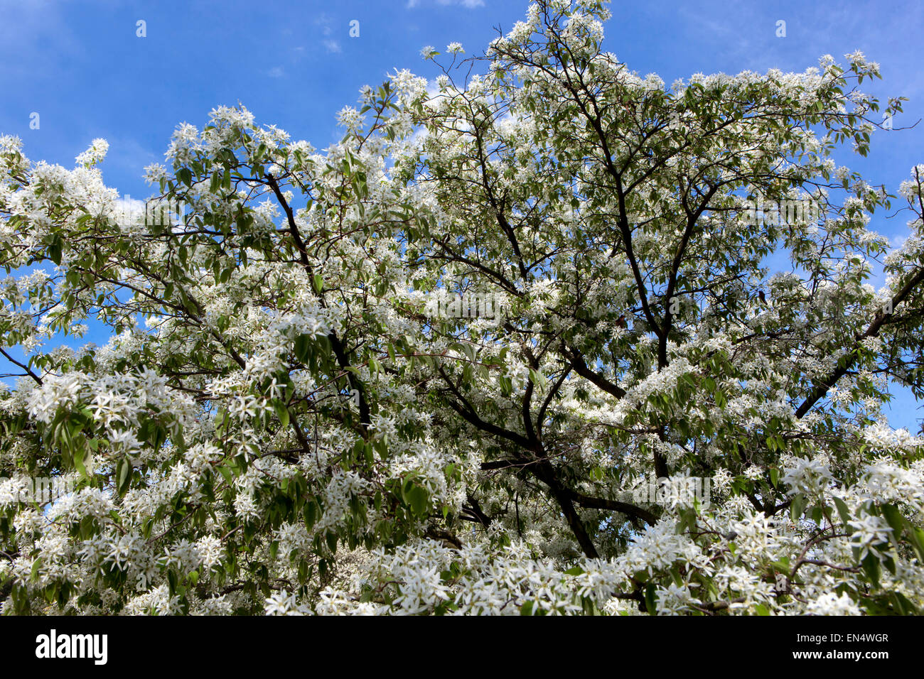 Amelanchier lamarckii Juneberrry flowering shrub, Snowy mespilus tree blooming Stock Photo