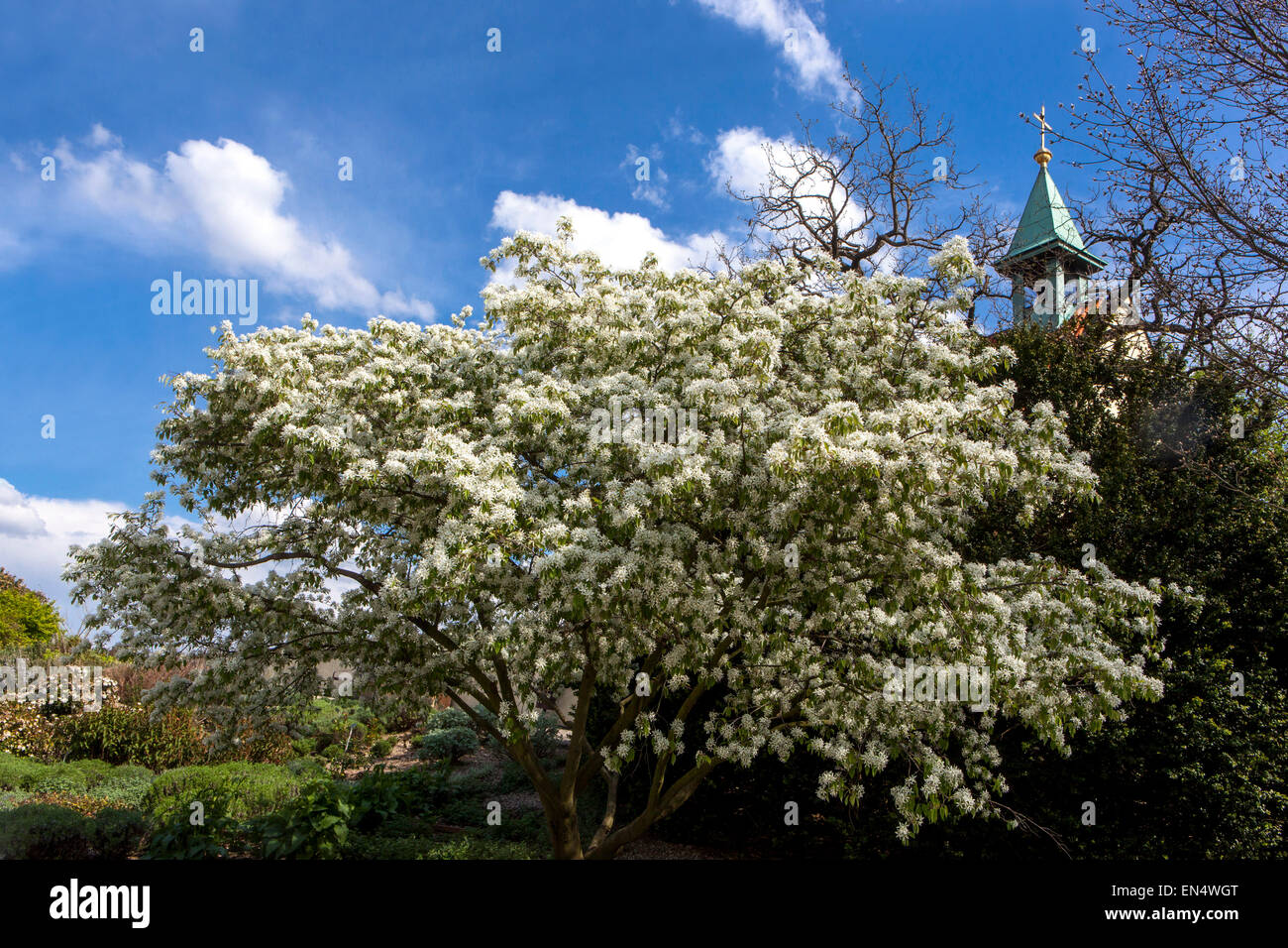 Amelanchier lamarckii shrub, Snowy mespilus spring flowering tree Stock Photo