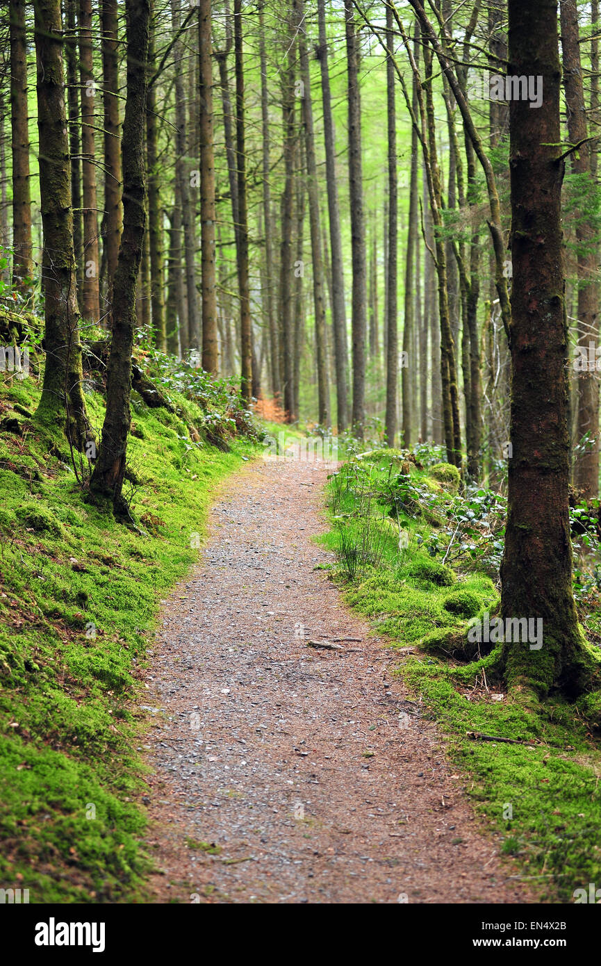 A gravel path amidst the Hafod Estate woodland in Mid Wales. Stock Photo