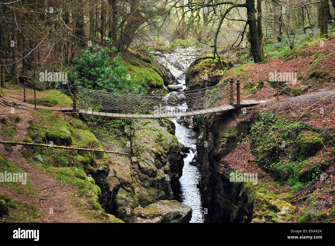 A rope bridge crossing a narrow in MidWales woodland Stock Photo
