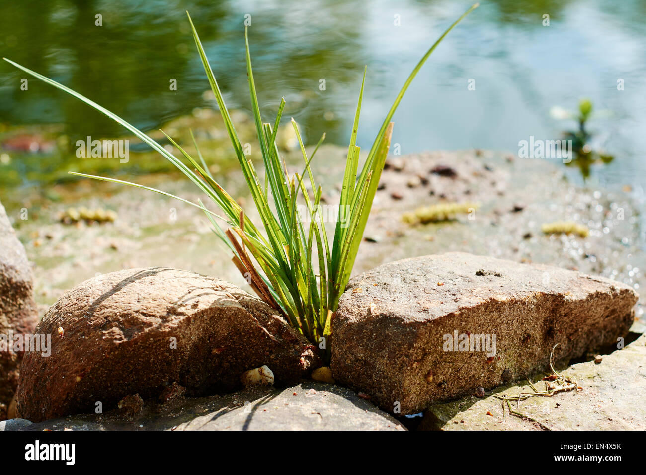 Black sedge (Carex nigra) on the edge of a pond. Stock Photo