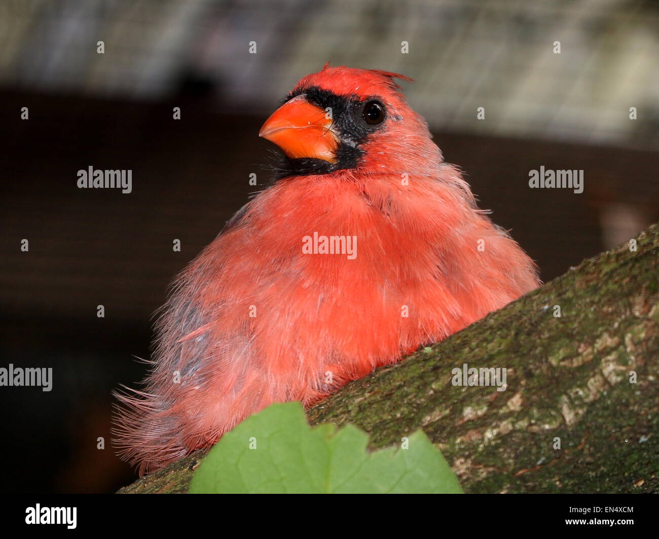 Male Northern or Red Cardinal (Cardinalis cardinalis) - captive bird at Burgers' zoo, Arnhem, The Netherlands Stock Photo