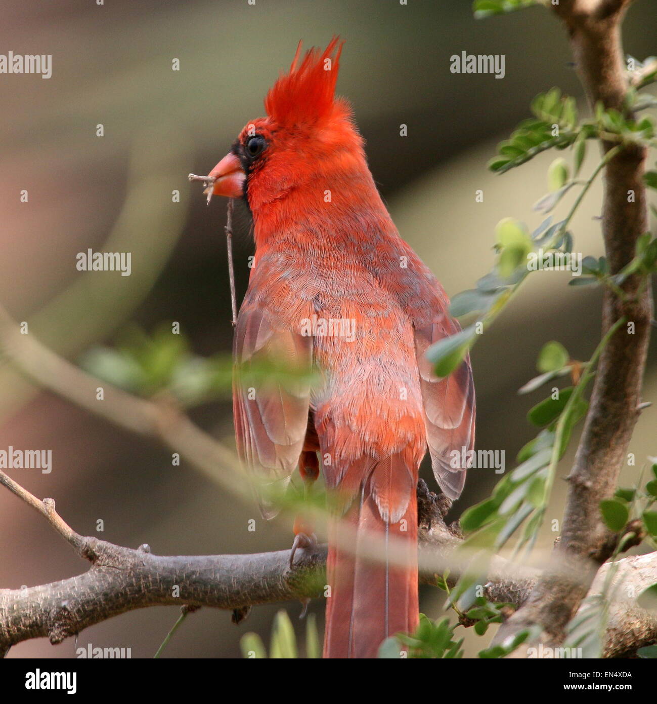 Male Northern or Red Cardinal (Cardinalis cardinalis) Stock Photo