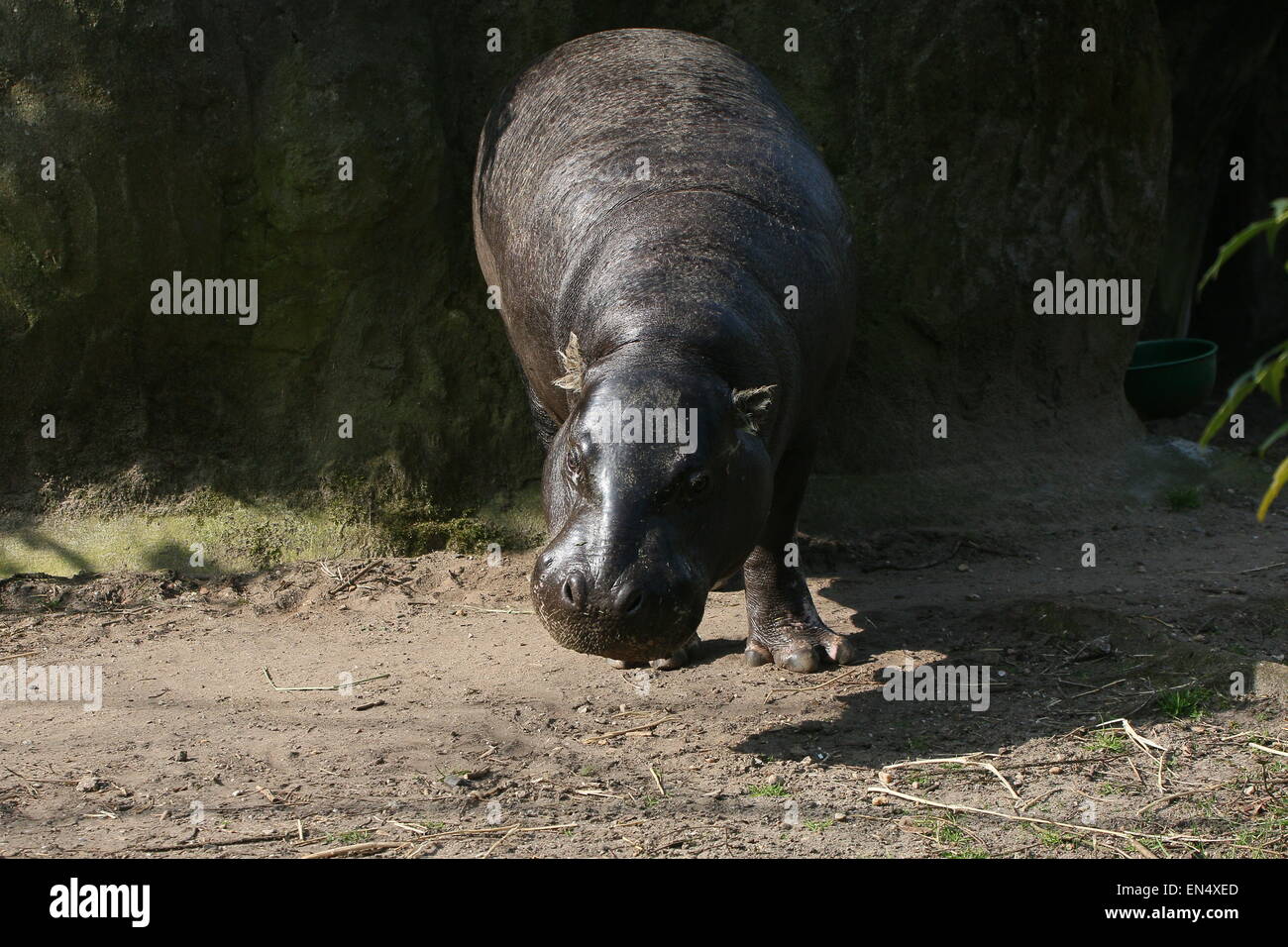 West African Pygmy hippopotamus (Hexaprotodon liberiensis, Choeropsis liberiensis) at Burger's Zoo, Arnhem, The Netherlands Stock Photo