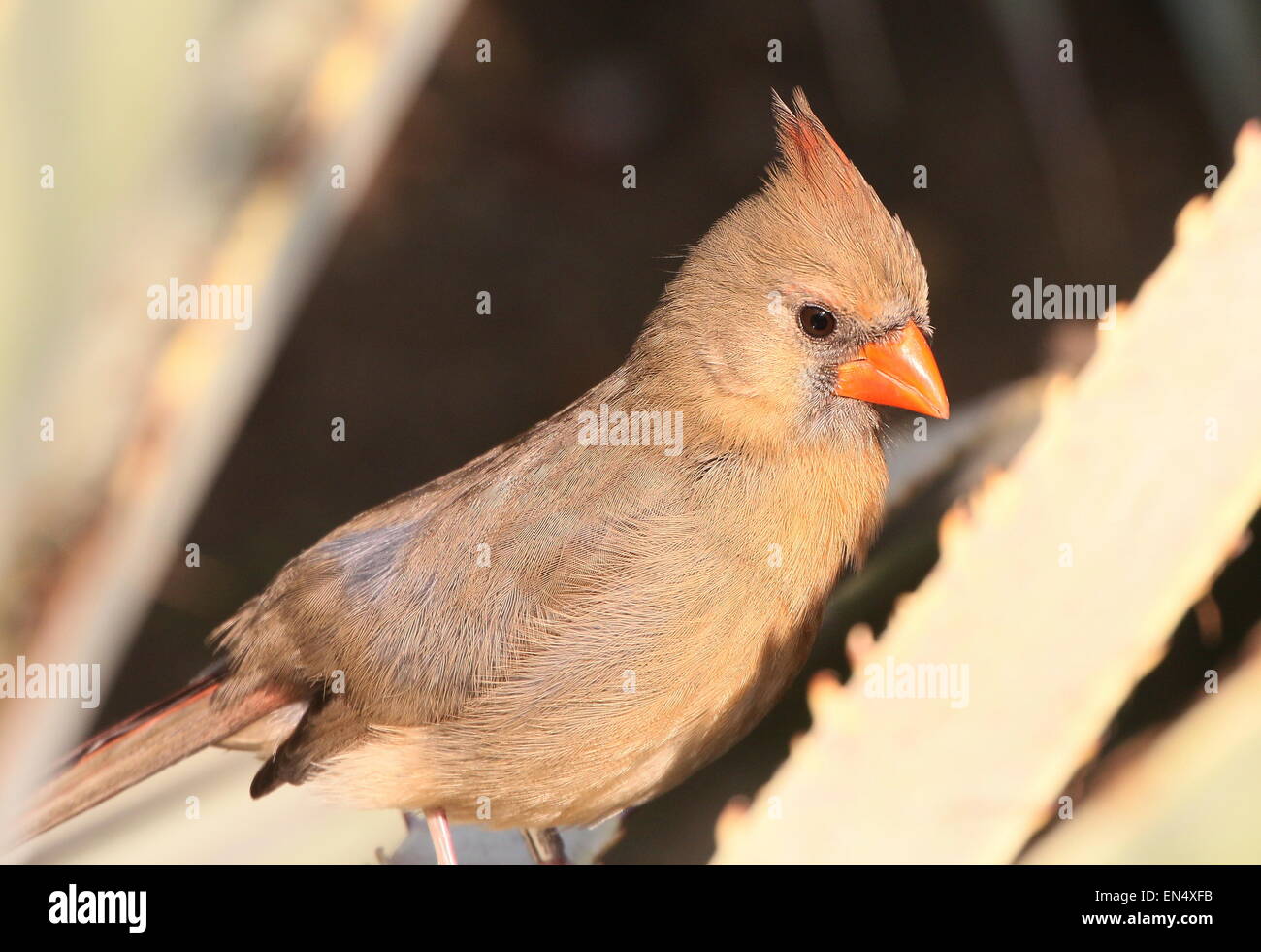 Female Northern or Red Cardinal (Cardinalis cardinalis) Stock Photo