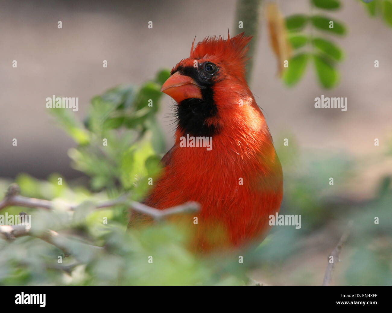 Male Northern or Red Cardinal (Cardinalis cardinalis) Stock Photo