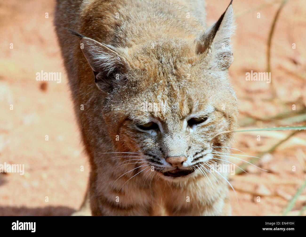 Close-up of a male North American Bobcat (Lynx Rufus) Stock Photo