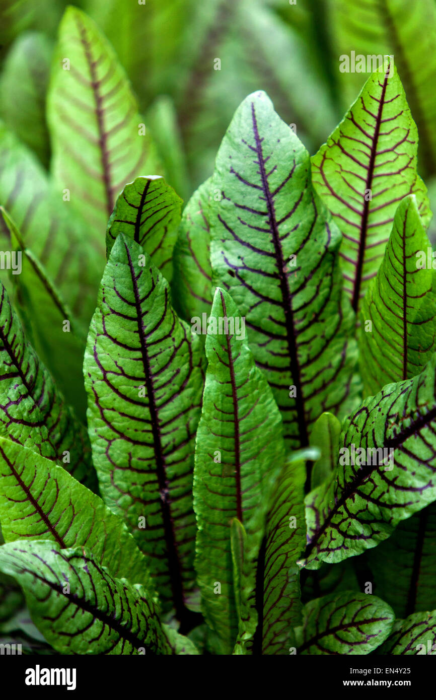 Bloody dock, Rumex sanguineus tasty leaves to salads Stock Photo