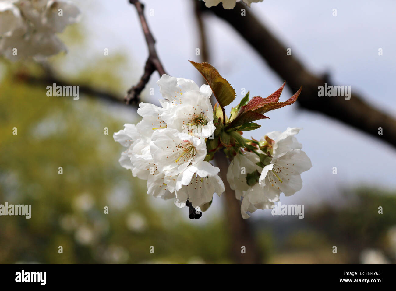 White cherry blossoms in Liguria. Photography by Qin Xie Stock Photo ...