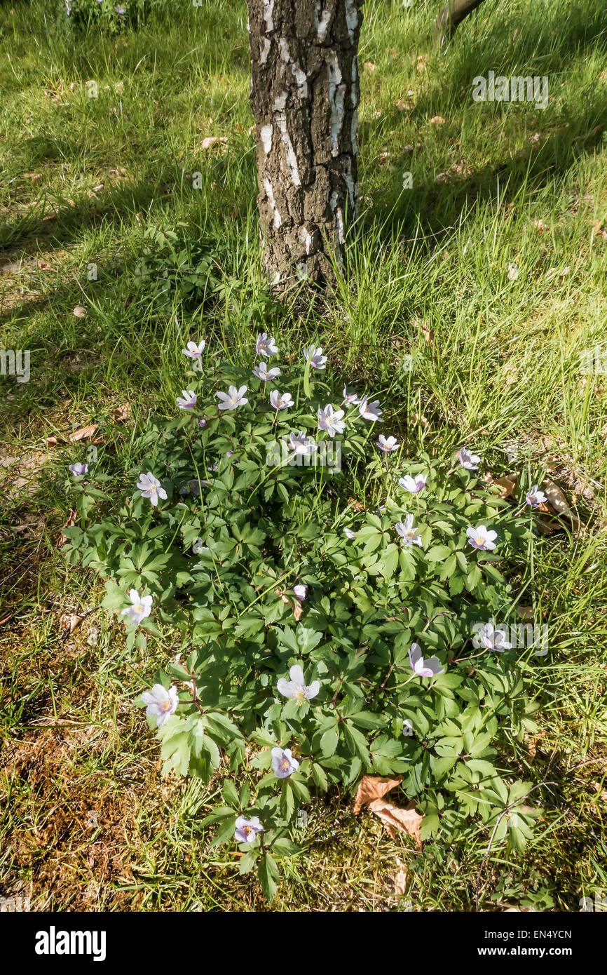 Wood Anemone (Anemone nemorosa) Wind Flower Wild Woodland Flower Stock Photo