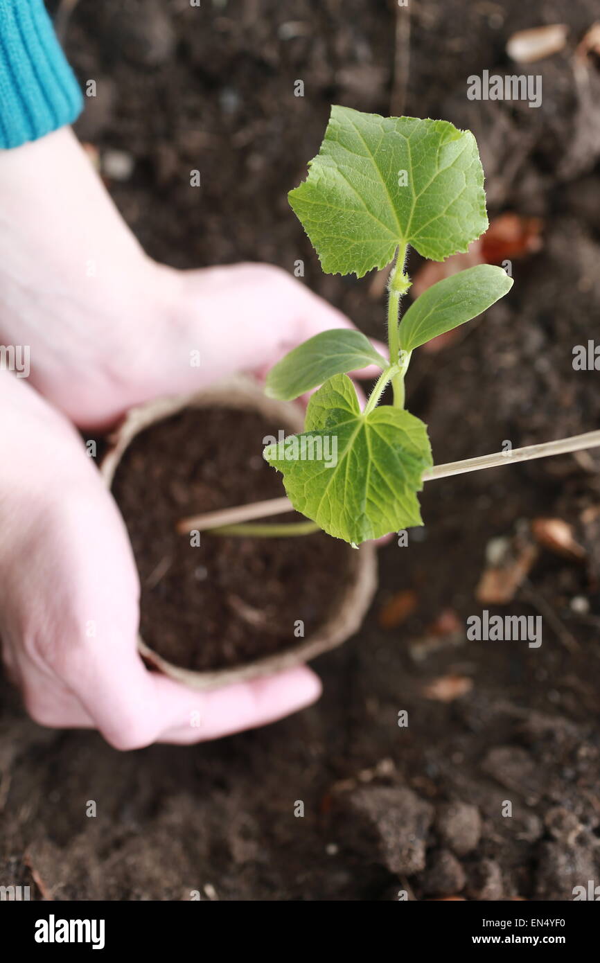 girl's hands holding a peat pot with the germ of cucumber Stock Photo