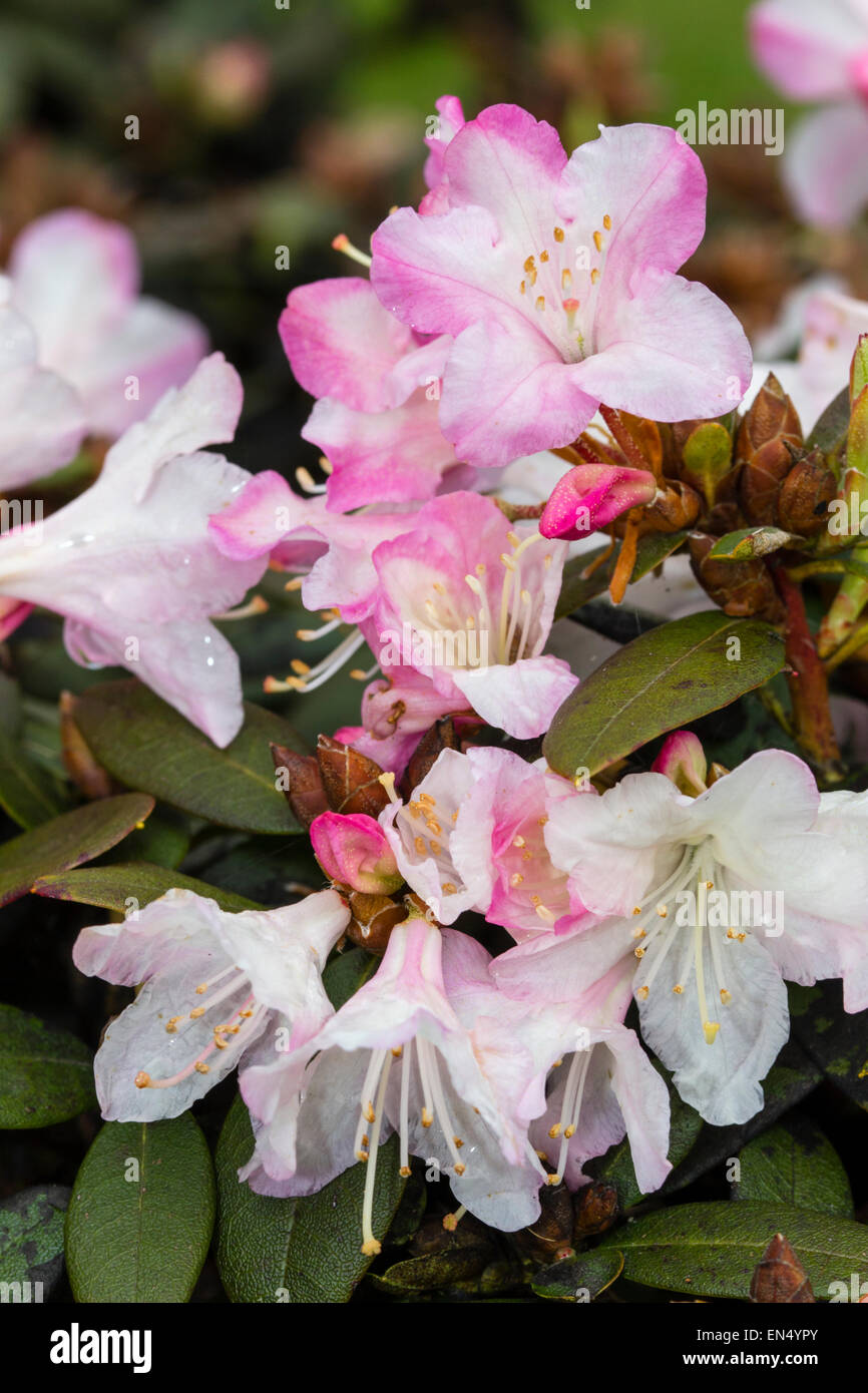 Spring flowers of the dwarf Rhododendron 'Ginny Gee' Stock Photo