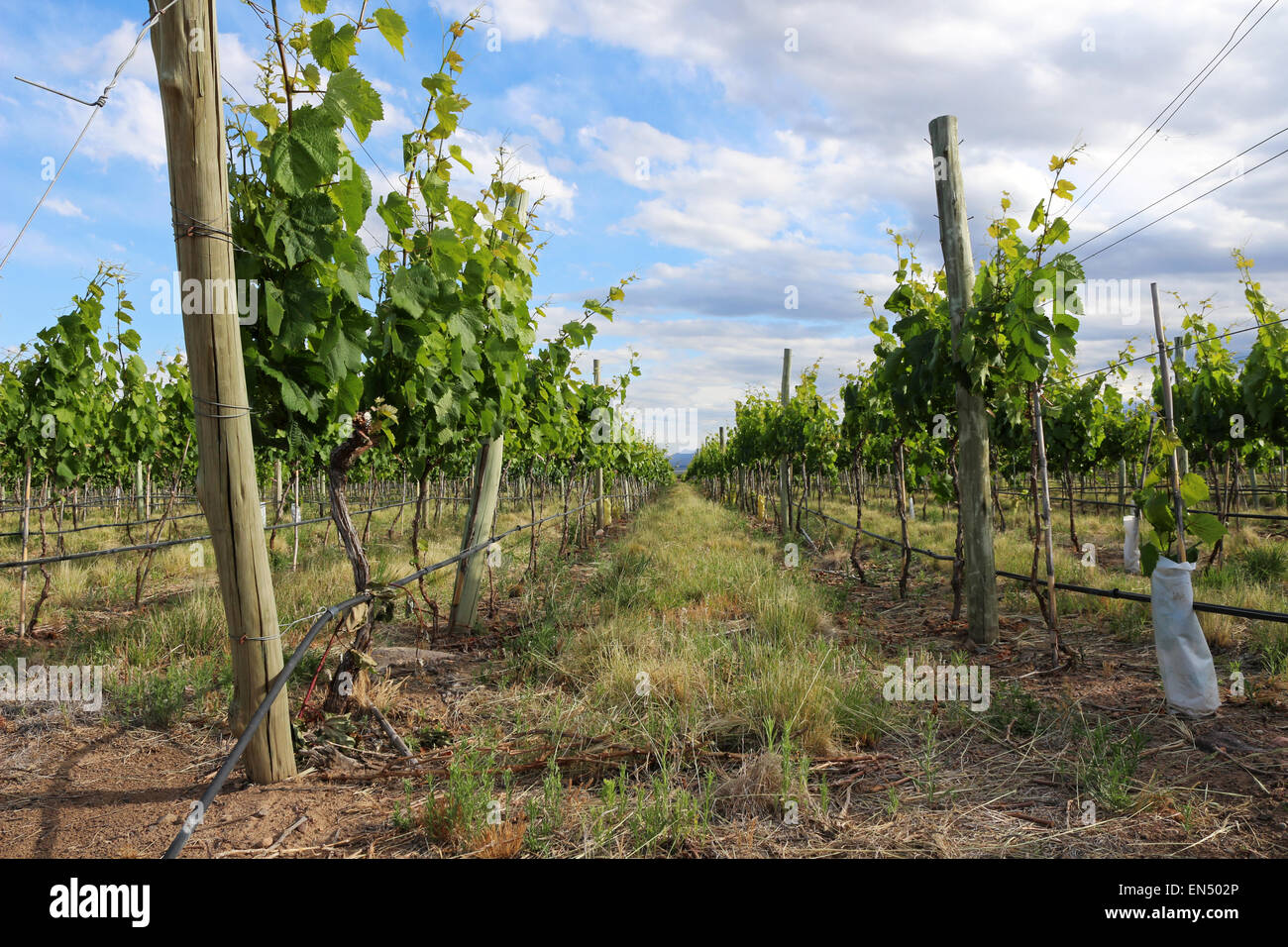Vineyard in Uco Valley, Mendoza. Photography by Qin Xie. Stock Photo