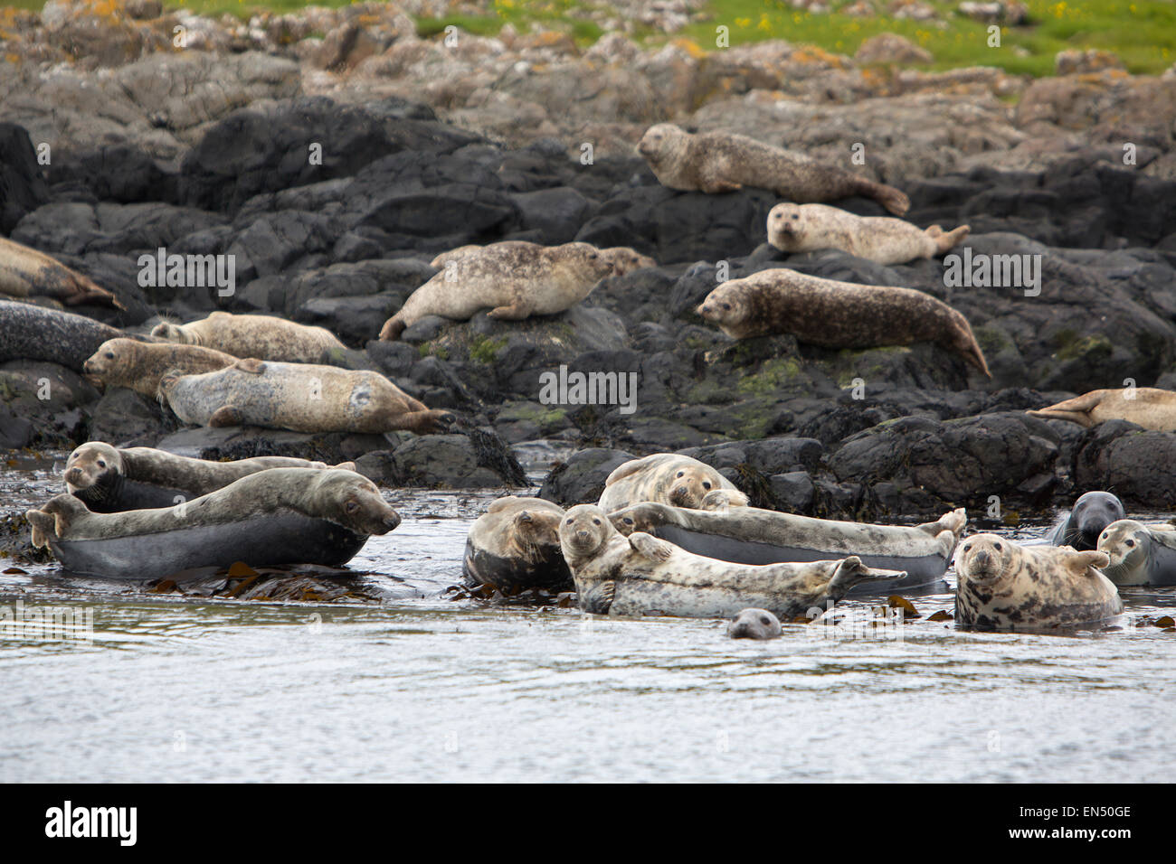 seals in Belfast's harbour Stock Photo