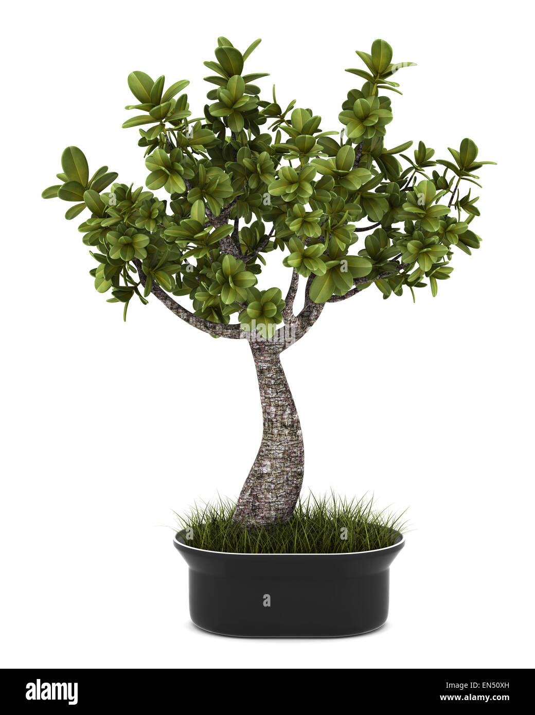 bonsai plant in pot isolated on white background Stock Photo - Alamy