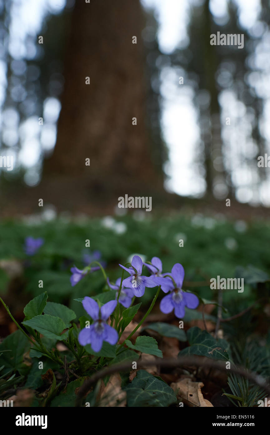 Sweet Violet on Forest Floor Colseup view of wildfowers in ther natural habitat Stock Photo