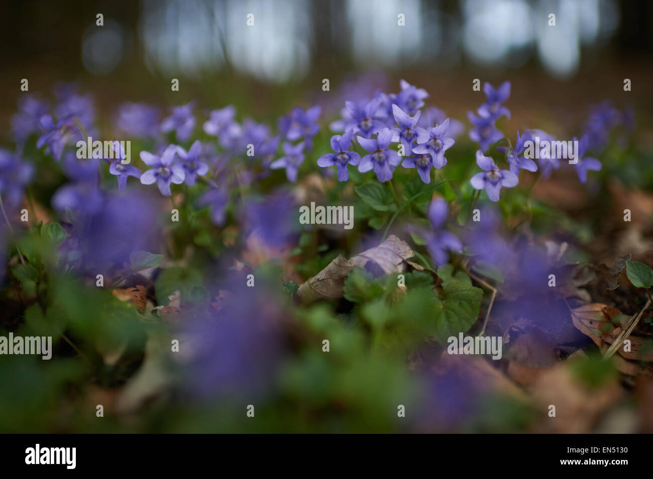 Sweet Violet on Forest Floor Colseup view of wildfowers in ther natural habitat Stock Photo