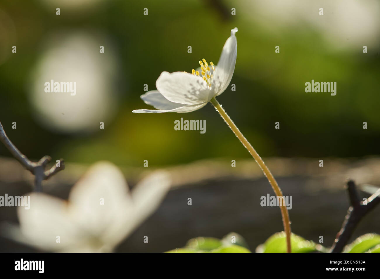 Wood anemone (Anemone nemorosa), Germany Stock Photo Alamy