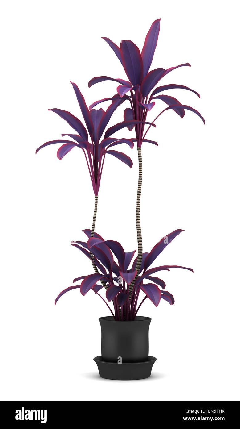 Purple plant on white hi-res stock photography and images - Alamy