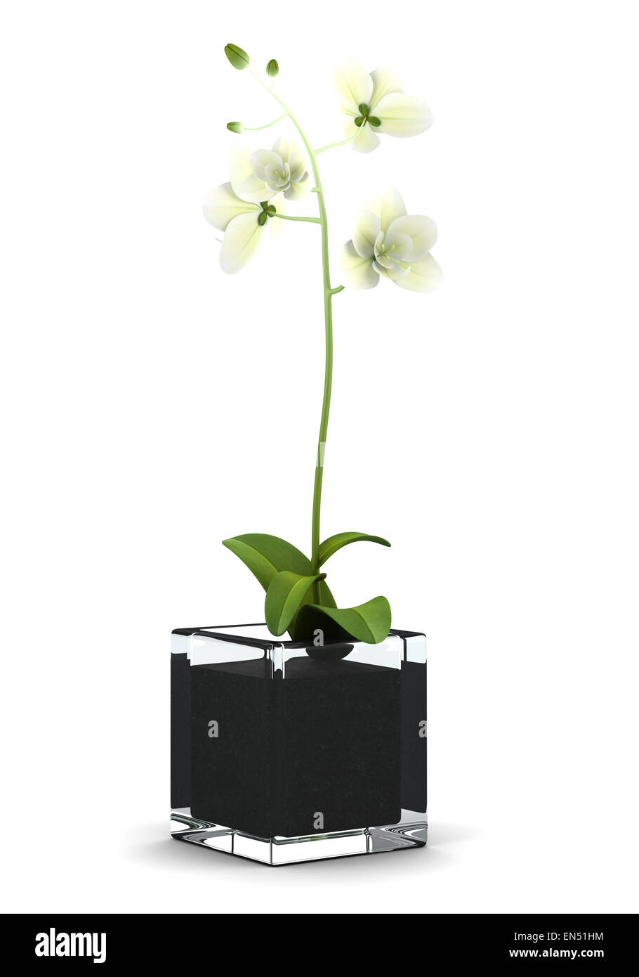 orchid flower in pot isolated on white background Stock Photo - Alamy