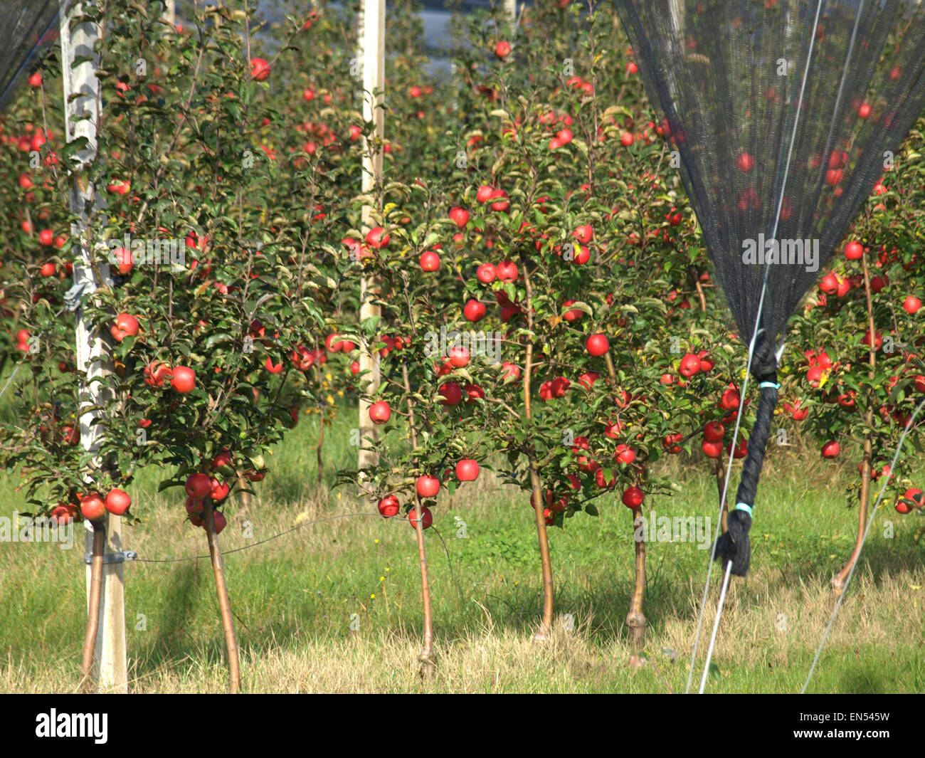 Apple orchard with red ripe apples on the trees Stock Photo - Alamy