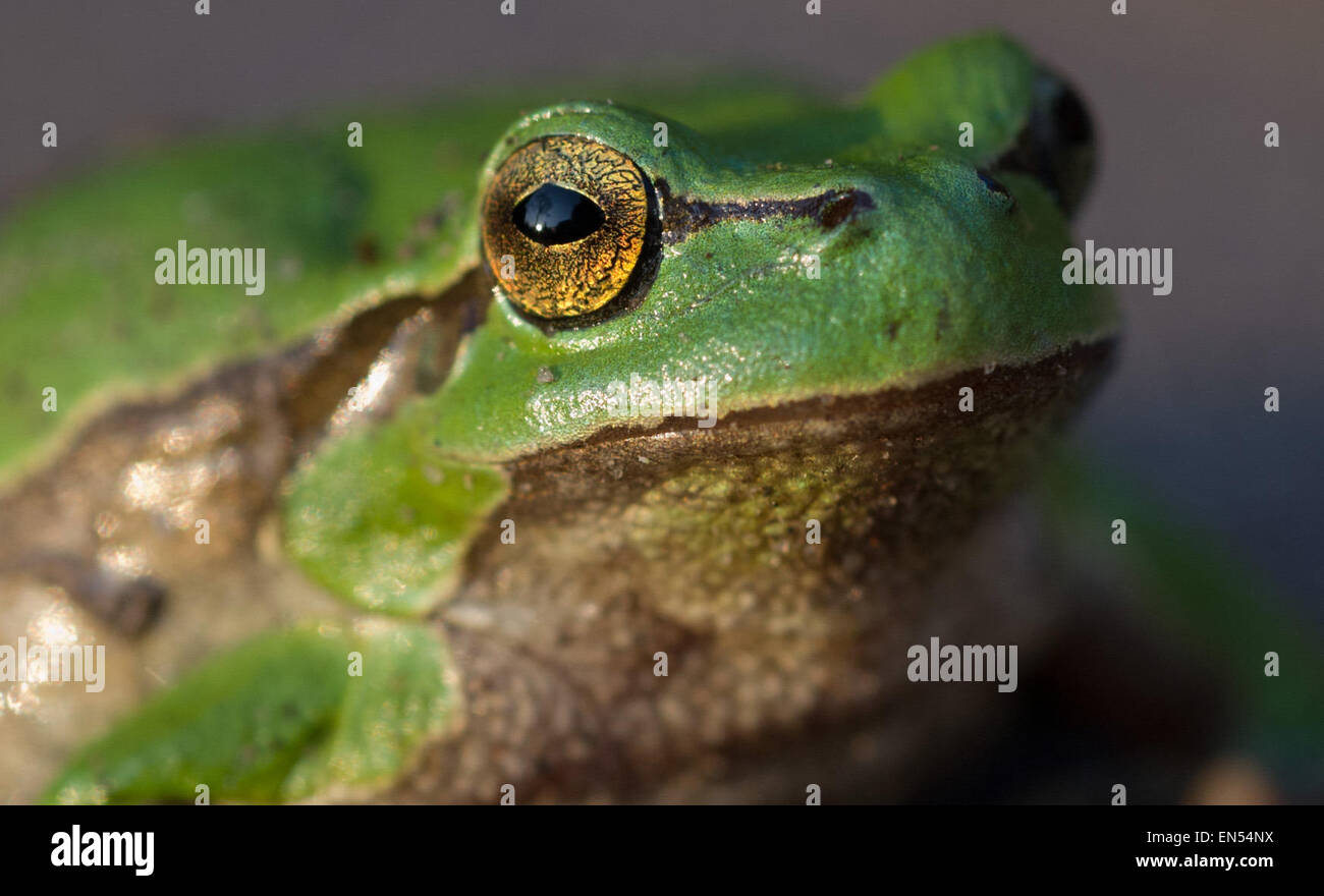 A tree frog, also called 'weather frog', sits in a garden in Sauzin on