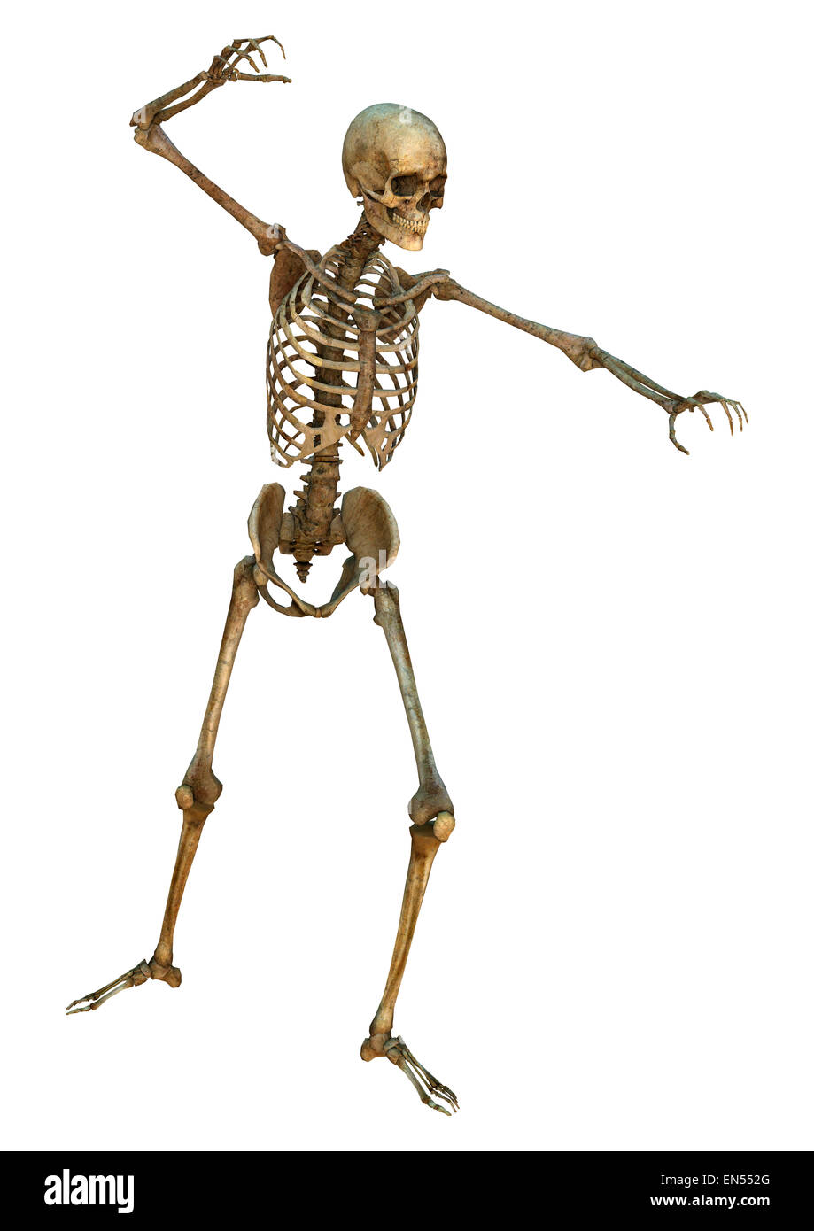 3D digital render of a human skeleton isolated on white background ...