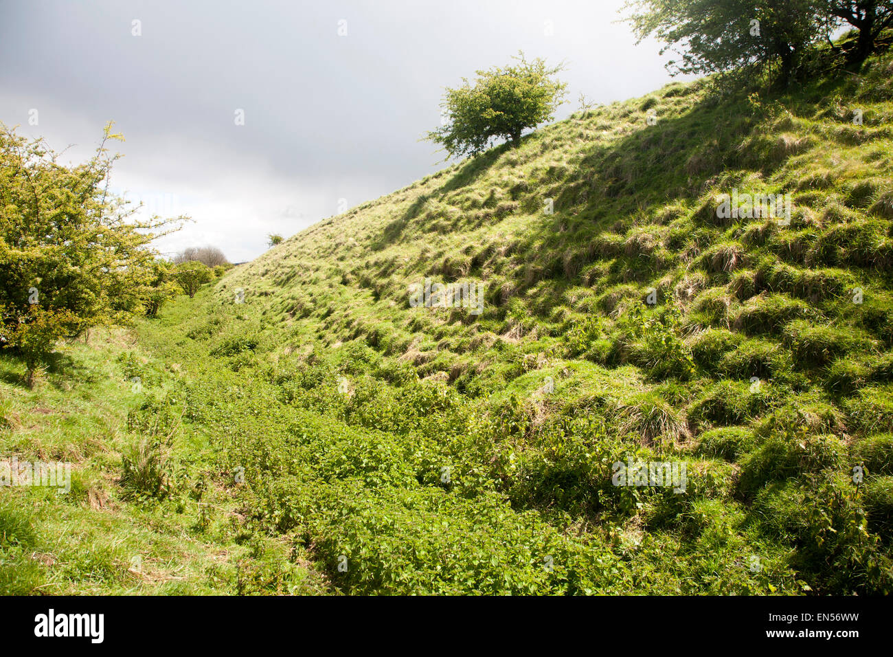 Ditch and embankment of the Wansdyke a Saxon defensive structure on All Cannings chalk downs near Tan Hill, Wiltshire, England Stock Photo