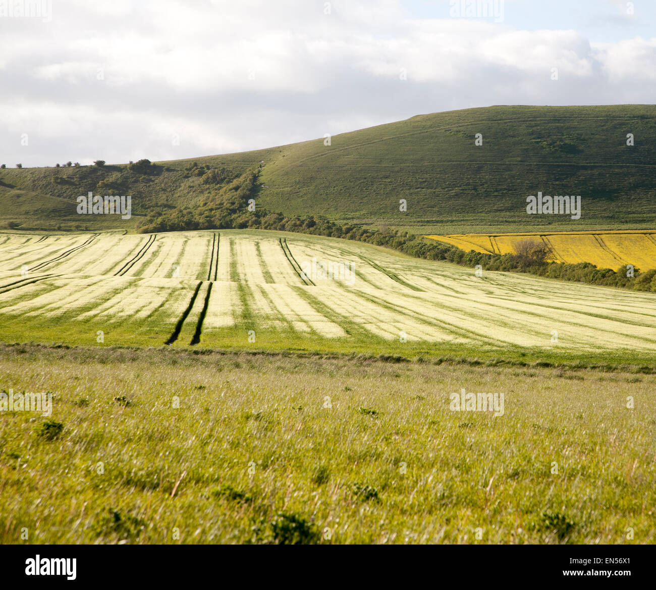 Chalk upland summer farming landscape on the Marlborough Downs, near Alton Barnes, Wiltshire, England Stock Photo
